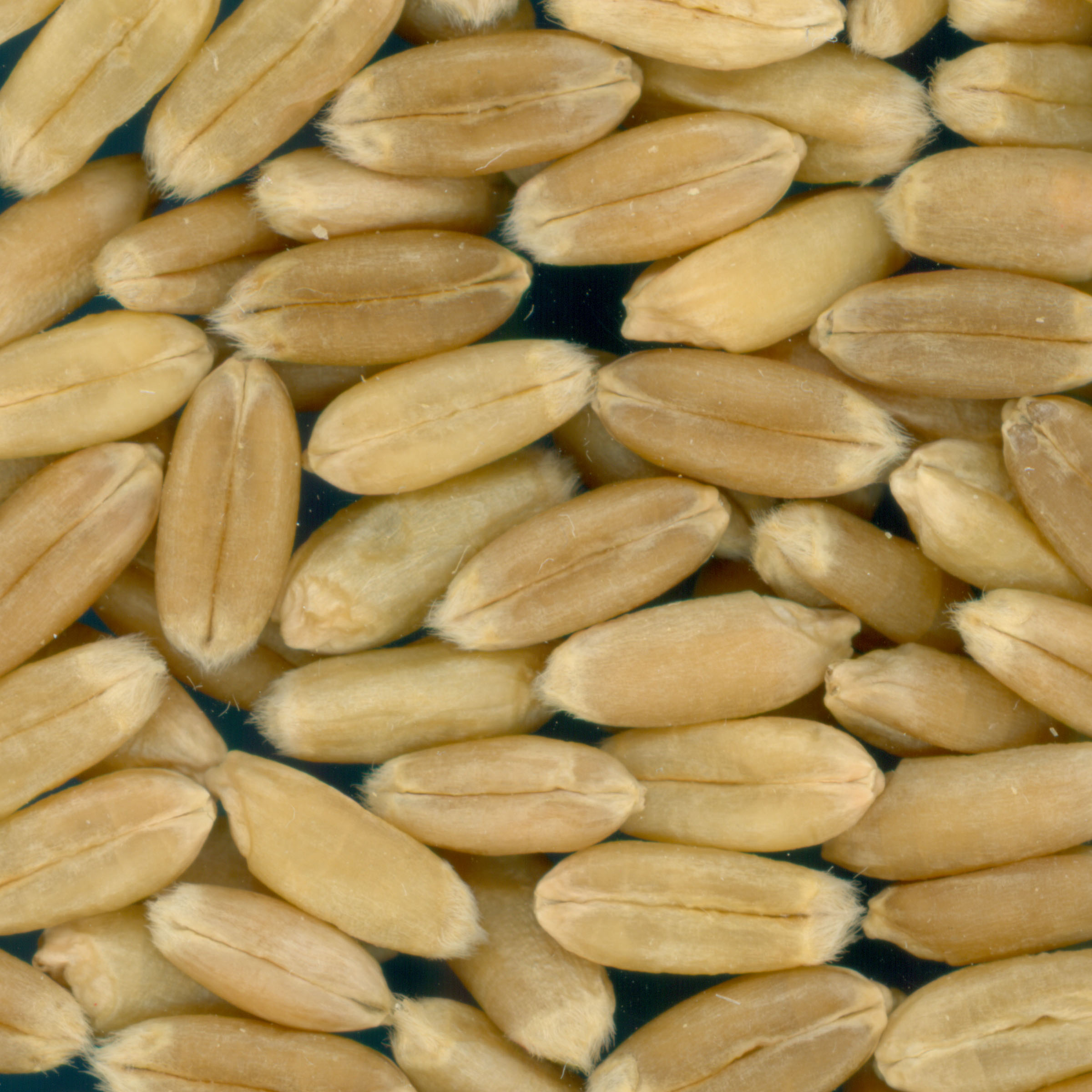 Click for 3 image(s) for this accession. KERNELS